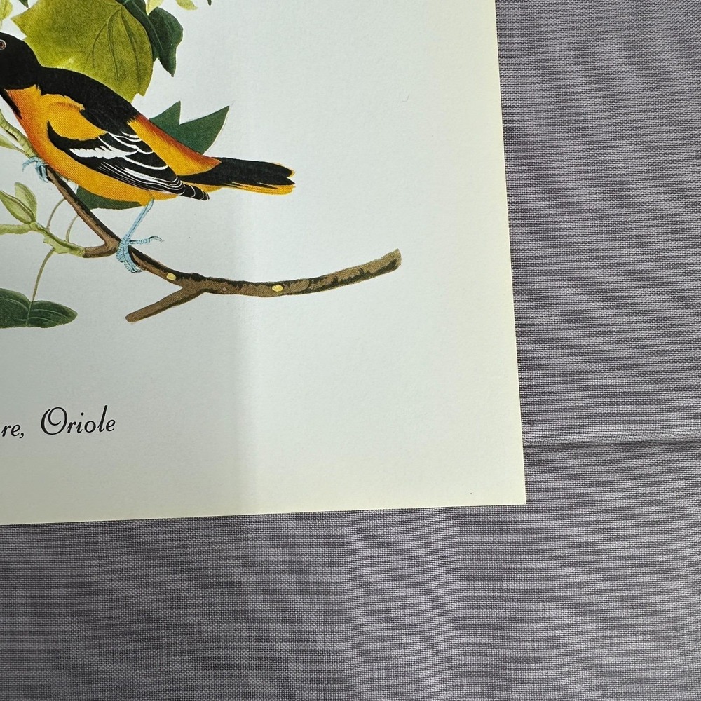 1950 Vintage Print Baltimore Oriole American Bird Art Illustration Audubon - Picture 5 of 6